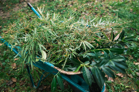 FOTO: Karata Film – Bambus in lovorikovec